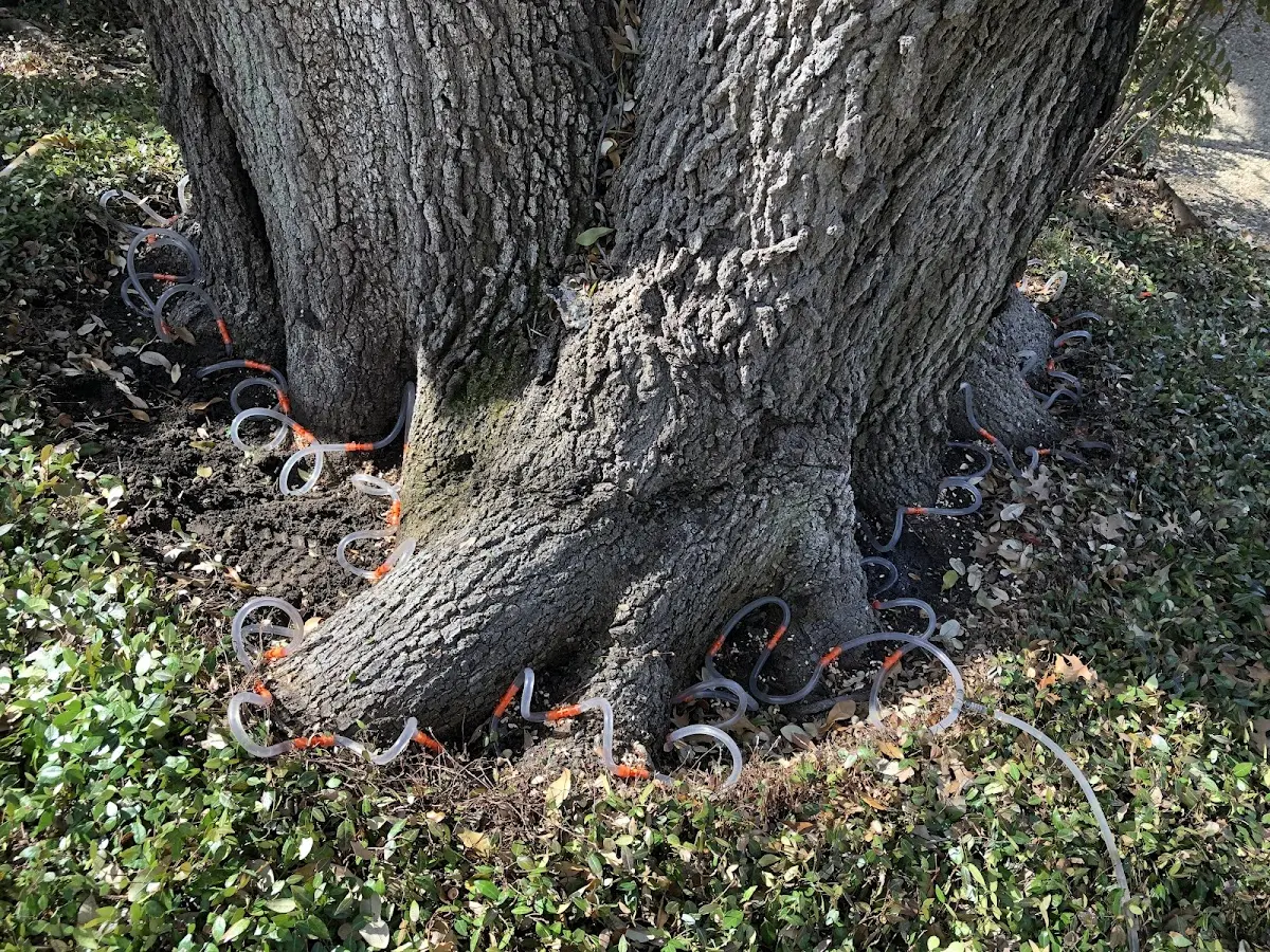 Detailed Tree Cabling and Bracing job site in Whitsett